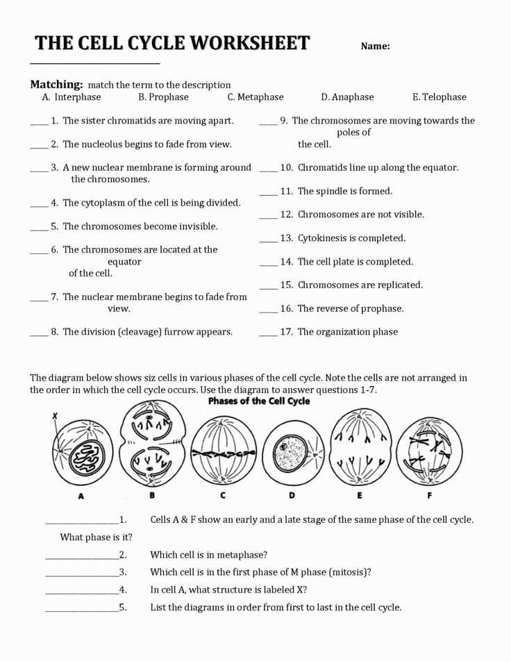 10th Grade Biology Worksheets with Answers and Worksheet Answers for Biology Kidz Activities