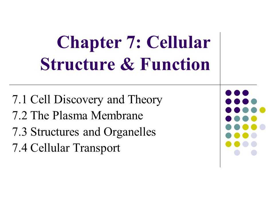 7.2 Cell Structure Worksheet Answer Key and Chapter 7 Cellular Structure & Function Ppt Video Online