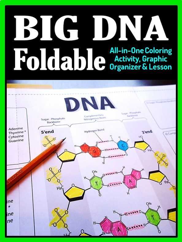 7.2 Cell Structure Worksheet Answer Key together with Dna Structure Foldable Big Foldable for Interactive Notebooks or