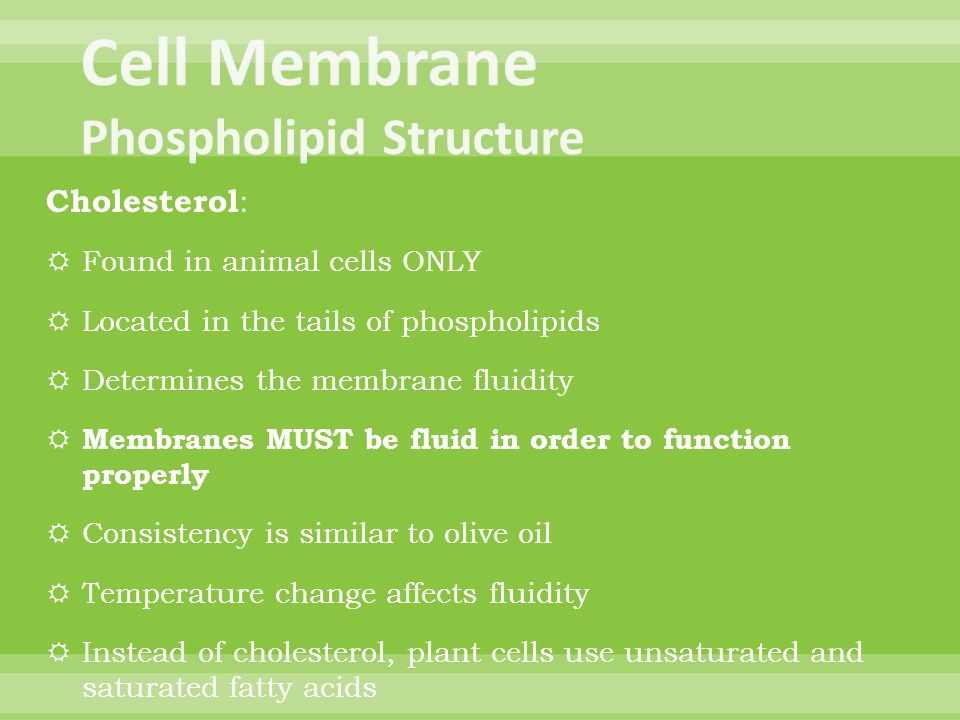 7.2 Cell Structure Worksheet Answer Key with Class Presentation On topic 2 4a– Ib Biology Hl Ppt