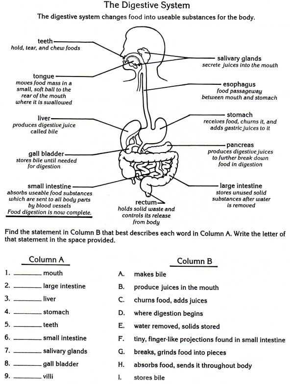 9 5 Digestion In the Small Intestine Worksheet Answers Along with 501 Best Anatomy and Physiology Images On Pinterest