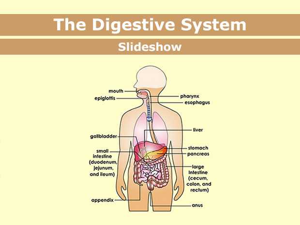 9 5 Digestion In the Small Intestine Worksheet Answers Along with Digestivesystem Enss 1