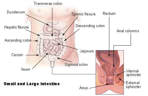 9 5 Digestion In the Small Intestine Worksheet Answers Along with Human Physiology the Gastrointestinal System Wikibooks Open Books