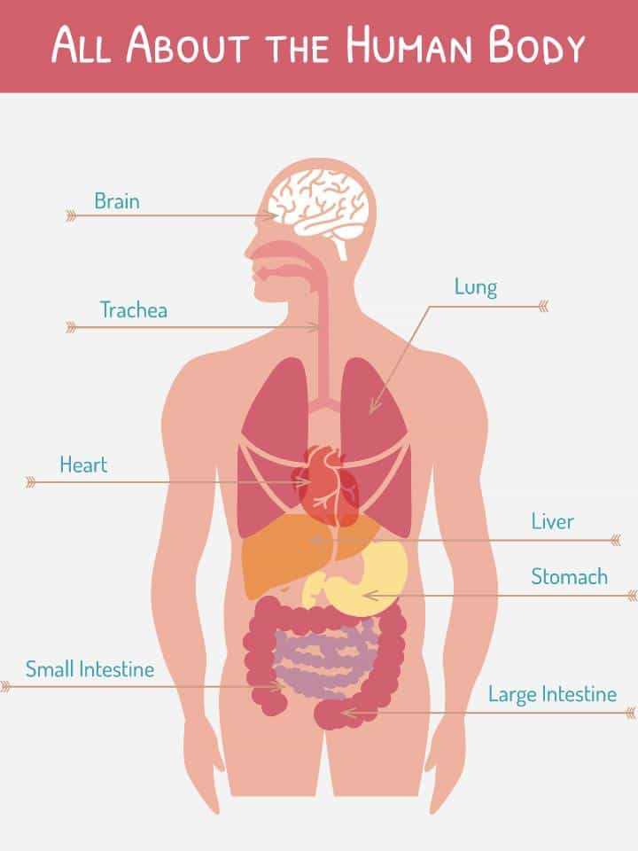 9 5 Digestion In the Small Intestine Worksheet Answers and Beste Human Anatomy Trivia Ideen Menschliche Anatomie Bilder