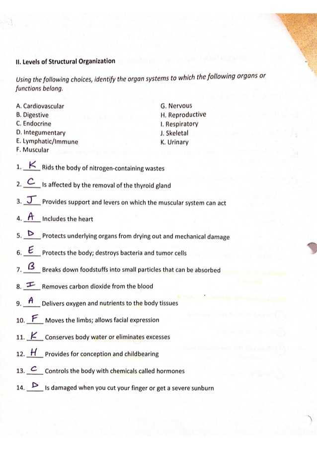 9 5 Digestion In the Small Intestine Worksheet Answers as Well as Ziemlich Study Guide for Human Anatomy and Physiology Answers