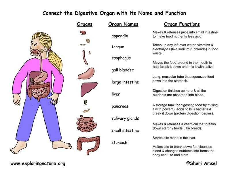 9 5 Digestion In the Small Intestine Worksheet Answers together with Free Internal organs Worksheet