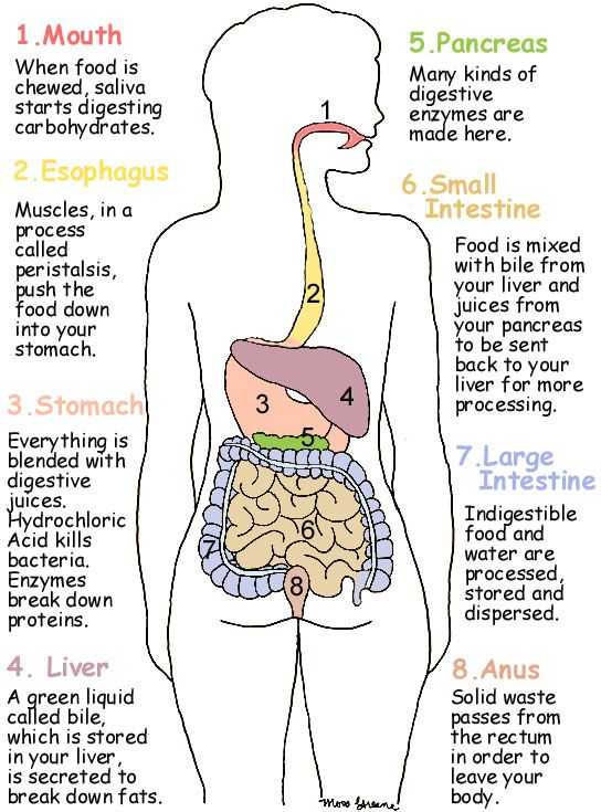 9 5 Digestion In the Small Intestine Worksheet Answers with 23 Best Nutrition Images On Pinterest