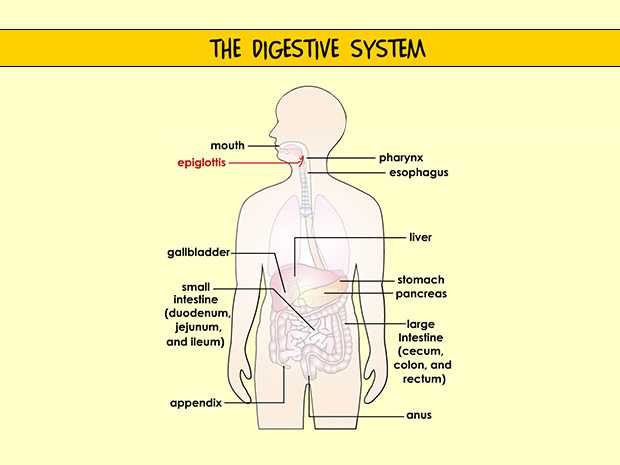9 5 Digestion In the Small Intestine Worksheet Answers with Digestivesystem Enss 3