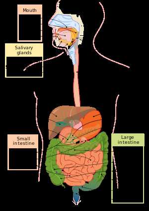 9 5 Digestion In the Small Intestine Worksheet Answers with Human Physiology the Gastrointestinal System Wikibooks Open Books