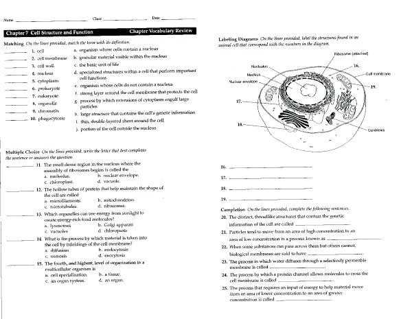 Active and Passive Transport Worksheet and Plant Cell organelle Identification Worksheet for Coloring Mrs On