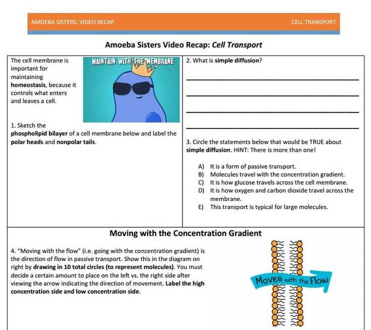 Active and Passive Transport Worksheet together with 27 Best Amoeba Sisters Handouts Images On Pinterest