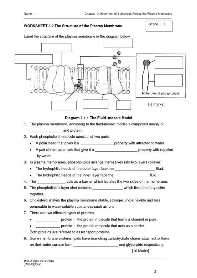 Active and Passive Transport Worksheet together with 97 Best Cells Cell Membrane Images On Pinterest
