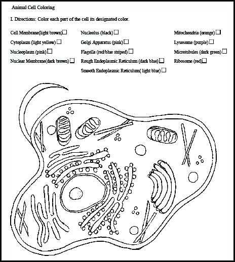 Animal and Plant Cells Worksheet Along with Animal Cell Coloring Worksheet Animal Cell Coloring Page Animal and