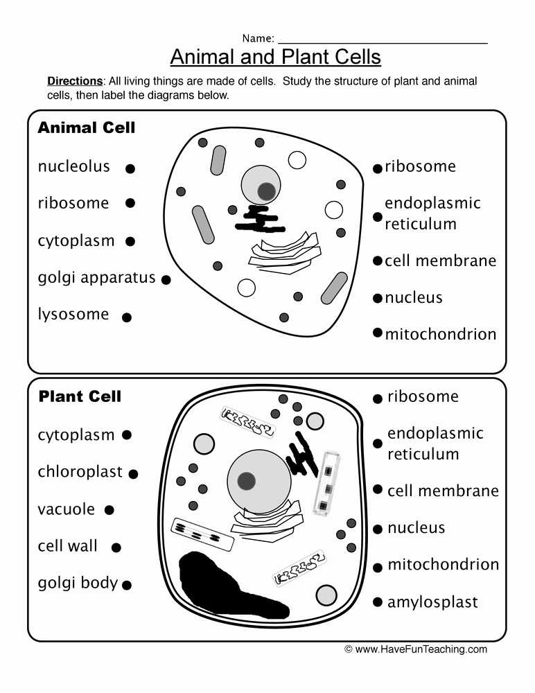 Animal and Plant Cells Worksheet Along with Animal Cells Worksheet Answers Best Behr John Biology Chapter 13