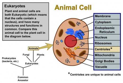 Animal and Plant Cells Worksheet Also Animal Cells Drawing at Getdrawings