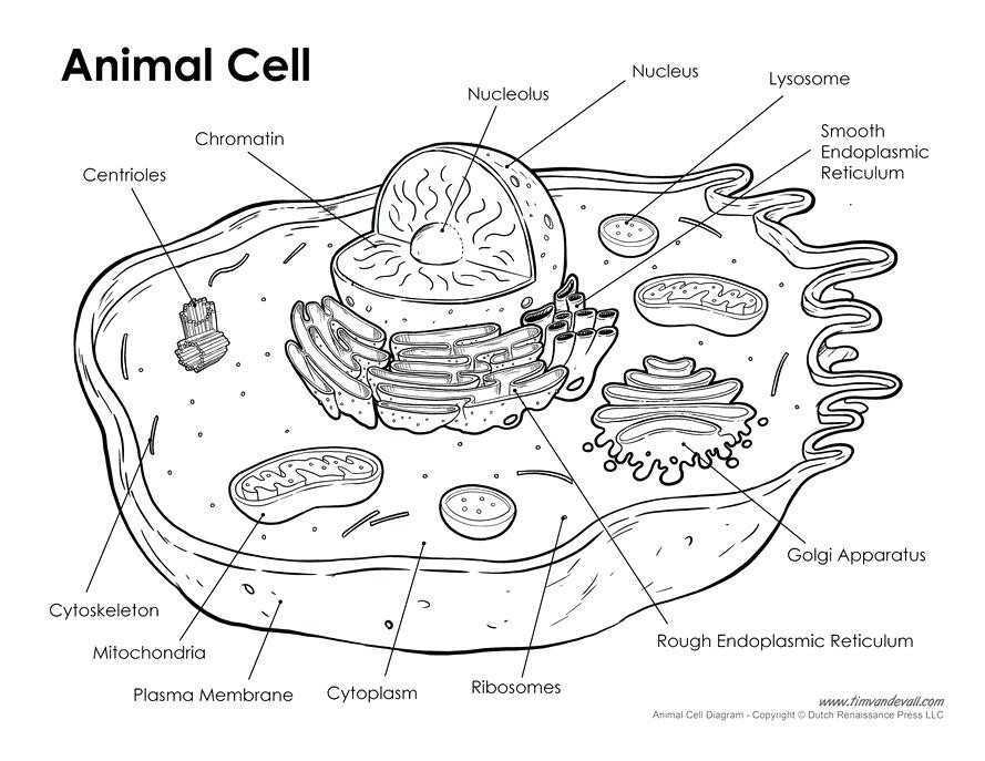 Animal and Plant Cells Worksheet and 15 Inspirational Animal Cell Coloring Page Image