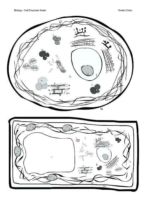 Animal and Plant Cells Worksheet and Animal Cell Coloring Worksheet Plant and Animal Cell Color and Label