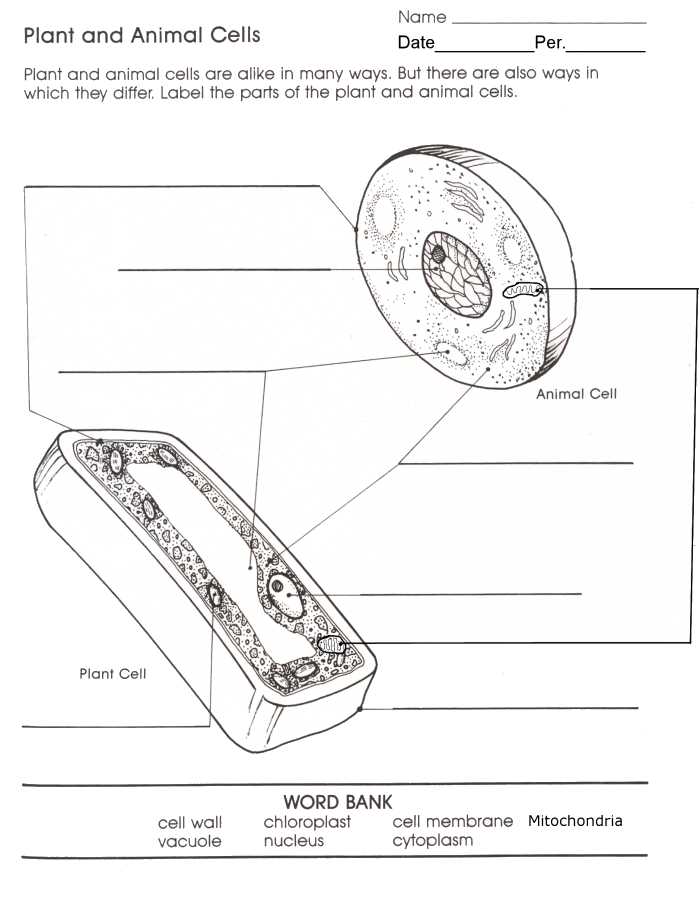 Animal and Plant Cells Worksheet Answers Along with Worksheets 48 Awesome Cell organelles Worksheet Full Hd Wallpaper