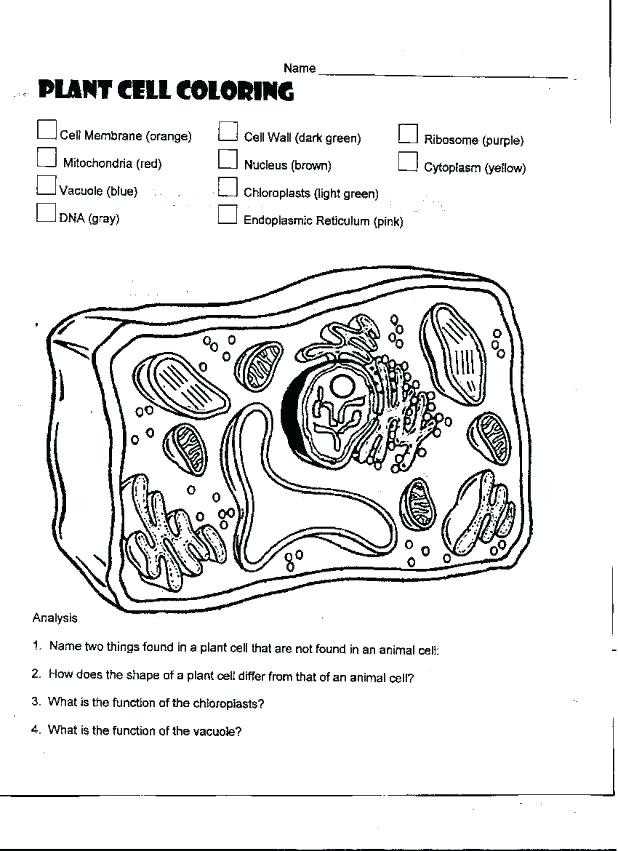 Animal and Plant Cells Worksheet Answers and 12 Awesome Animal Cell Coloring Page Answers Image