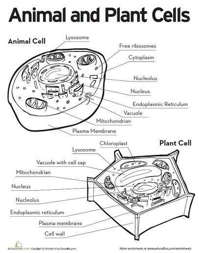 Animal and Plant Cells Worksheet Answers as Well as Animal Cell Coloring Page Awesome 18 Best Animal and Plant Cells
