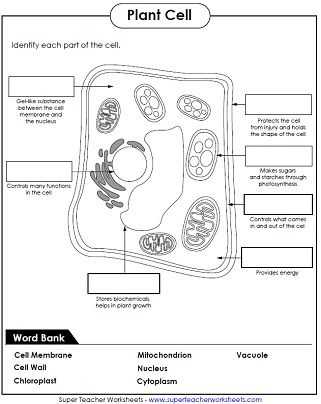 Animal and Plant Cells Worksheet Answers as Well as Parts Of A Plant Cell Science Vocabulary Worksheet