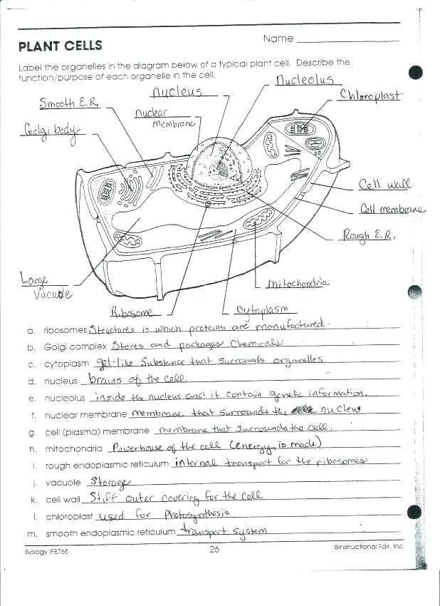 Animal and Plant Cells Worksheet Answers together with Biology if8765 Worksheet Answers Gallery Worksheet Math for Kids