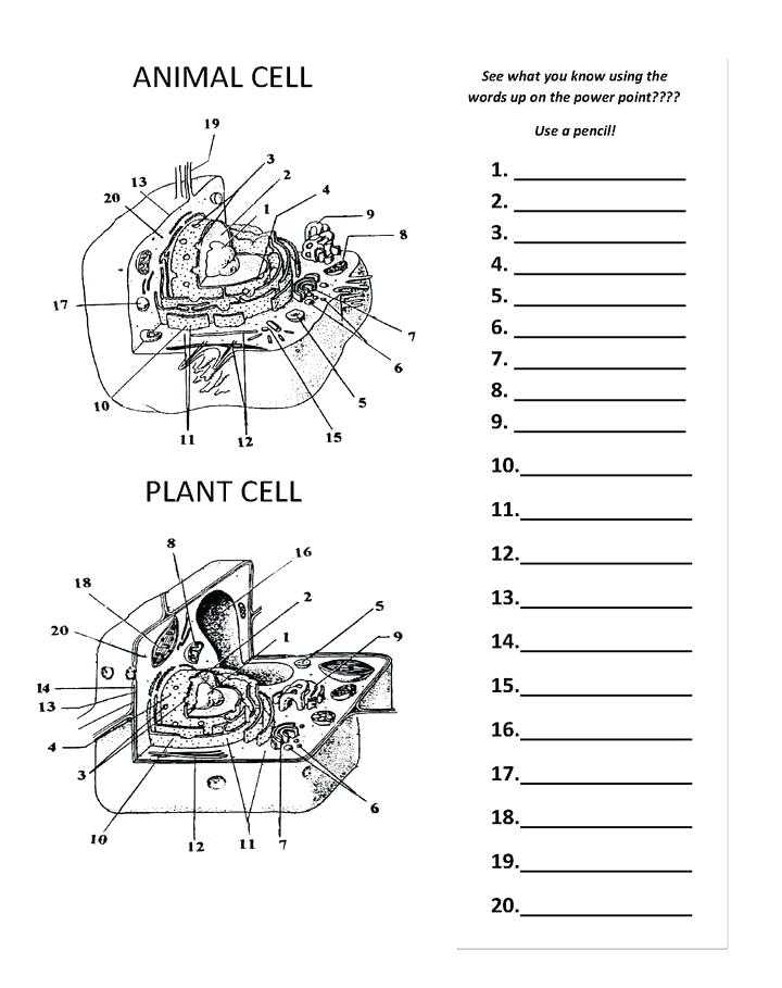 Animal and Plant Cells Worksheet Answers with Label Cell organelles Worksheet Worksheet Math for Kids
