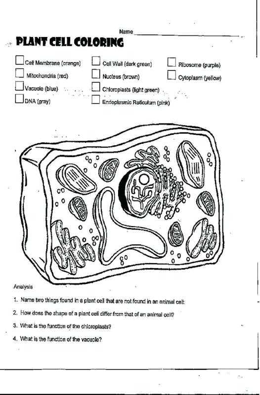 Animal and Plant Cells Worksheet Answers with Plant Cell Coloring Answers – Benneedhamfo