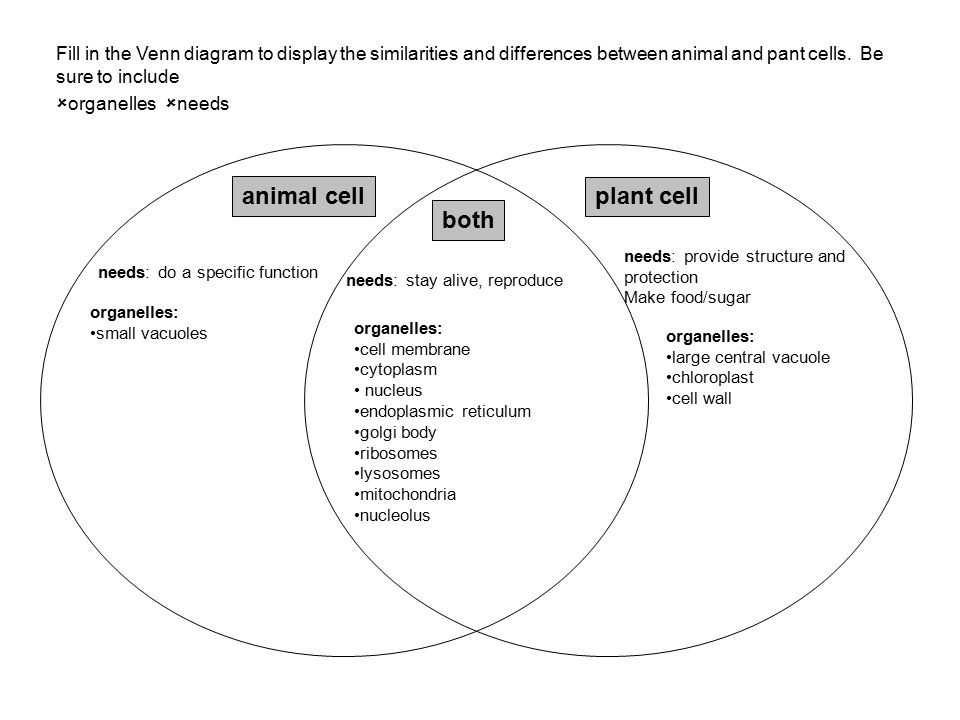 Animal and Plant Cells Worksheet as Well as Plant and Animal Cell Venn Diagram Worksheet Awesome Cell