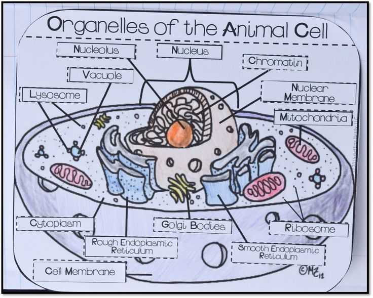 Animal and Plant Cells Worksheet together with 147 Best Ag Biology Cells Viruses & organelles Images On