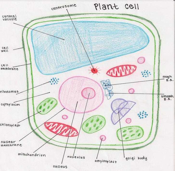 Animal and Plant Cells Worksheet with Plant Cell Drawing at Getdrawings