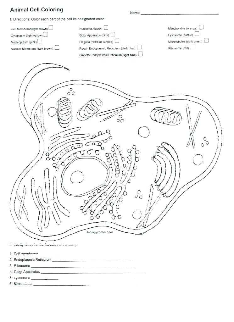 Animal Cell Coloring Worksheet Answers Along with Niedlich Anatomy and Physiology Coloring Workbook Chapter 10 Blood