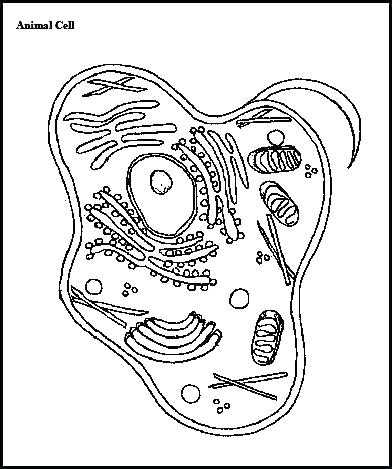 Animal Cell Coloring Worksheet Answers as Well as Animal Cell Coloring Worksheet Cell Labeled Cell Parts Coloring