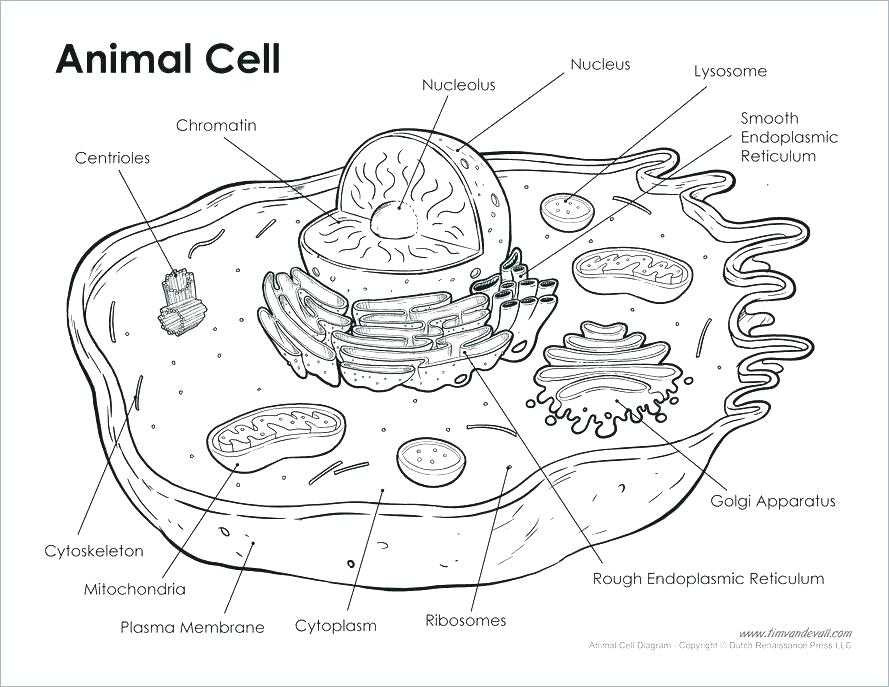 Animal Cell Coloring Worksheet Answers or Animal Cell Coloring Worksheet Cell Labeled Cell Parts Coloring