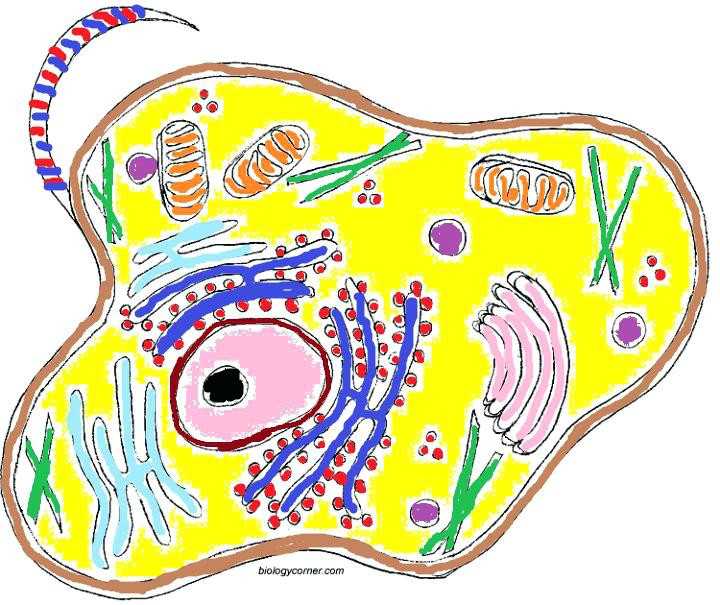 Animal Cell Coloring Worksheet Answers together with 12 Awesome Animal Cell Coloring Page Answers Image