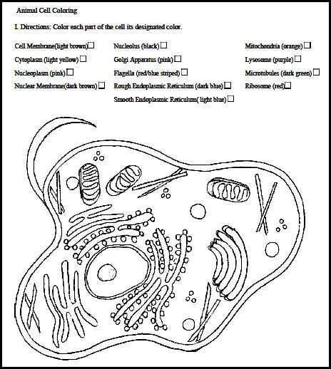 Animal Cell Coloring Worksheet Answers with 12 Awesome Animal Cell Coloring Page Answers Image
