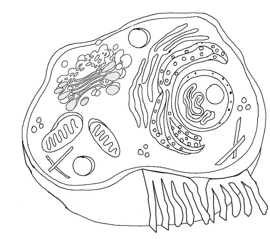Animal Cell Coloring Worksheet Answers with Plant Cell Drawing at Getdrawings
