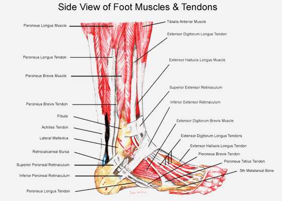 Ankle Brachial Index Worksheet Along with Foot and Ankle Anatomy Google Search Pedorthics