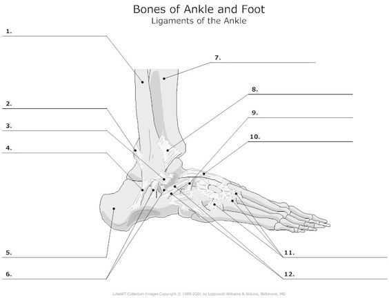 Ankle Brachial Index Worksheet or Anatomy Labeling Worksheets Google Search