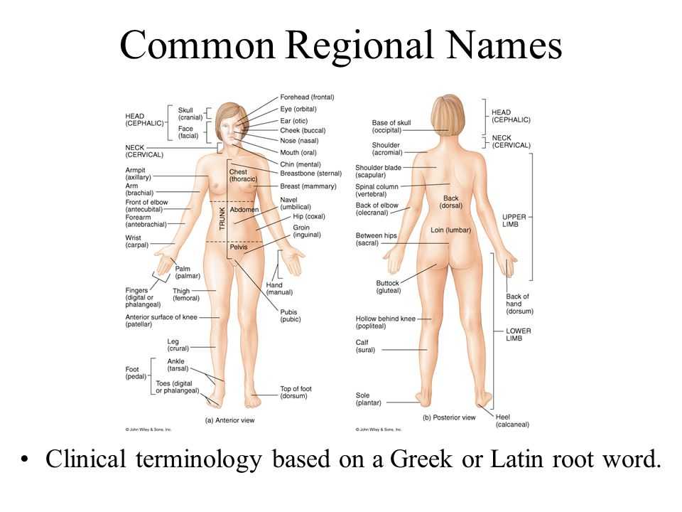 Ankle Brachial Index Worksheet or Gemütlich Human Anatomy and Physiology Root Words Zeitgenössisch