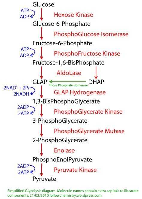 Biochemistry Macromolecules Pogil Worksheet or 9 Best Kru Ruk Bio Text Images On Pinterest