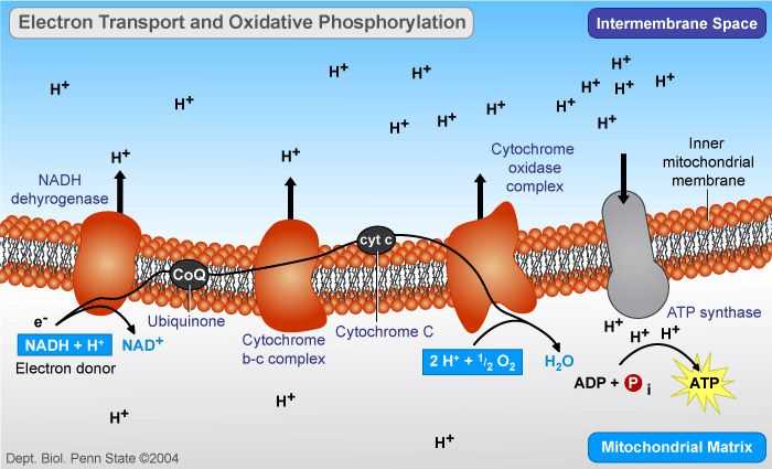 Biochemistry Macromolecules Pogil Worksheet with Oxidative Phosphorylation Electron Transport and atp Synthesis