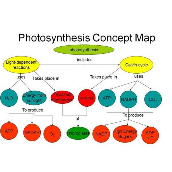 Biomolecules Concept Map Worksheet Also Easy Method for Making A Synthesis Concept Map with Example