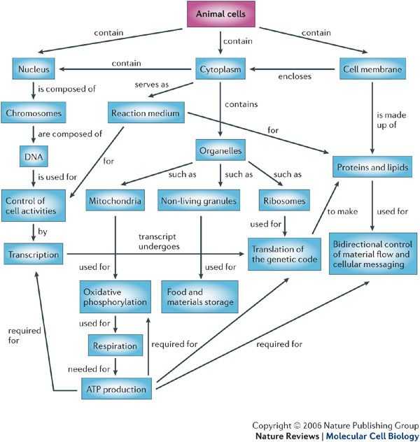 Biomolecules Concept Map Worksheet as Well as Animal Cells Concept Map Classroom Pinterest