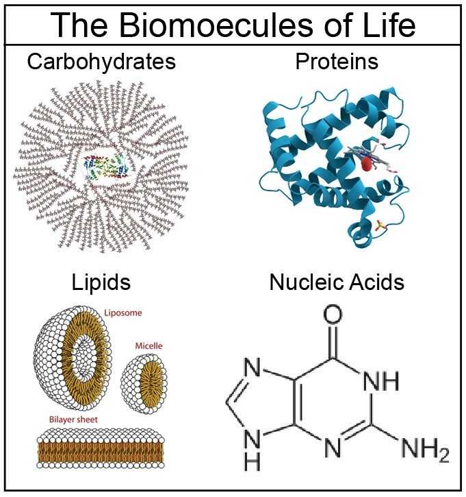 Biomolecules Concept Map Worksheet together with 83 Best Biochemistry Images On Pinterest