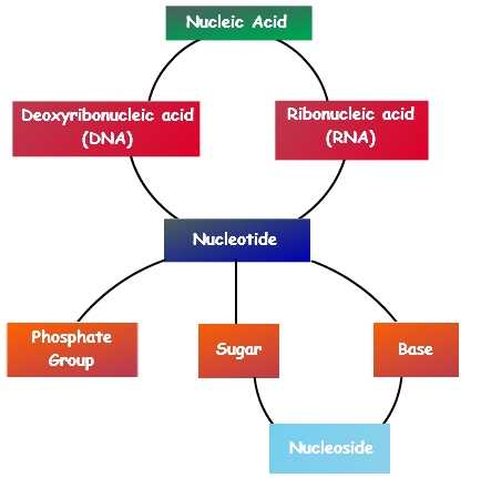 Biomolecules Concept Map Worksheet together with Nucleic Acids Functions Of Nucleic Acids