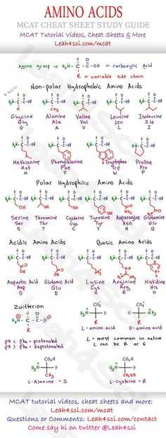 Biomolecules Worksheet Answers as Well as Biological Molecules You are What You Eat