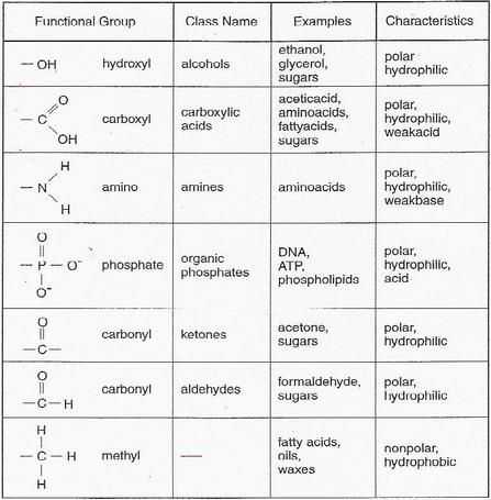 Biomolecules Worksheet Answers with 13 Best Biology Images On Pinterest