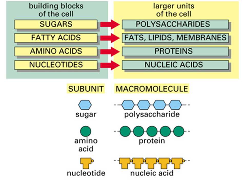Biomolecules Worksheet Answers with Simple Diagram On Macromolecules Proteins Carbohydrates Lipids