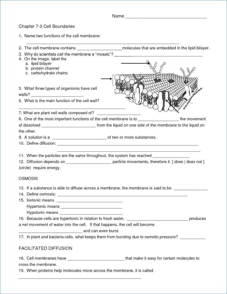 Bozeman Biology Photosynthesis and Respiration Video Worksheet Answers or Synthesis and Respiration Worksheet Answers
